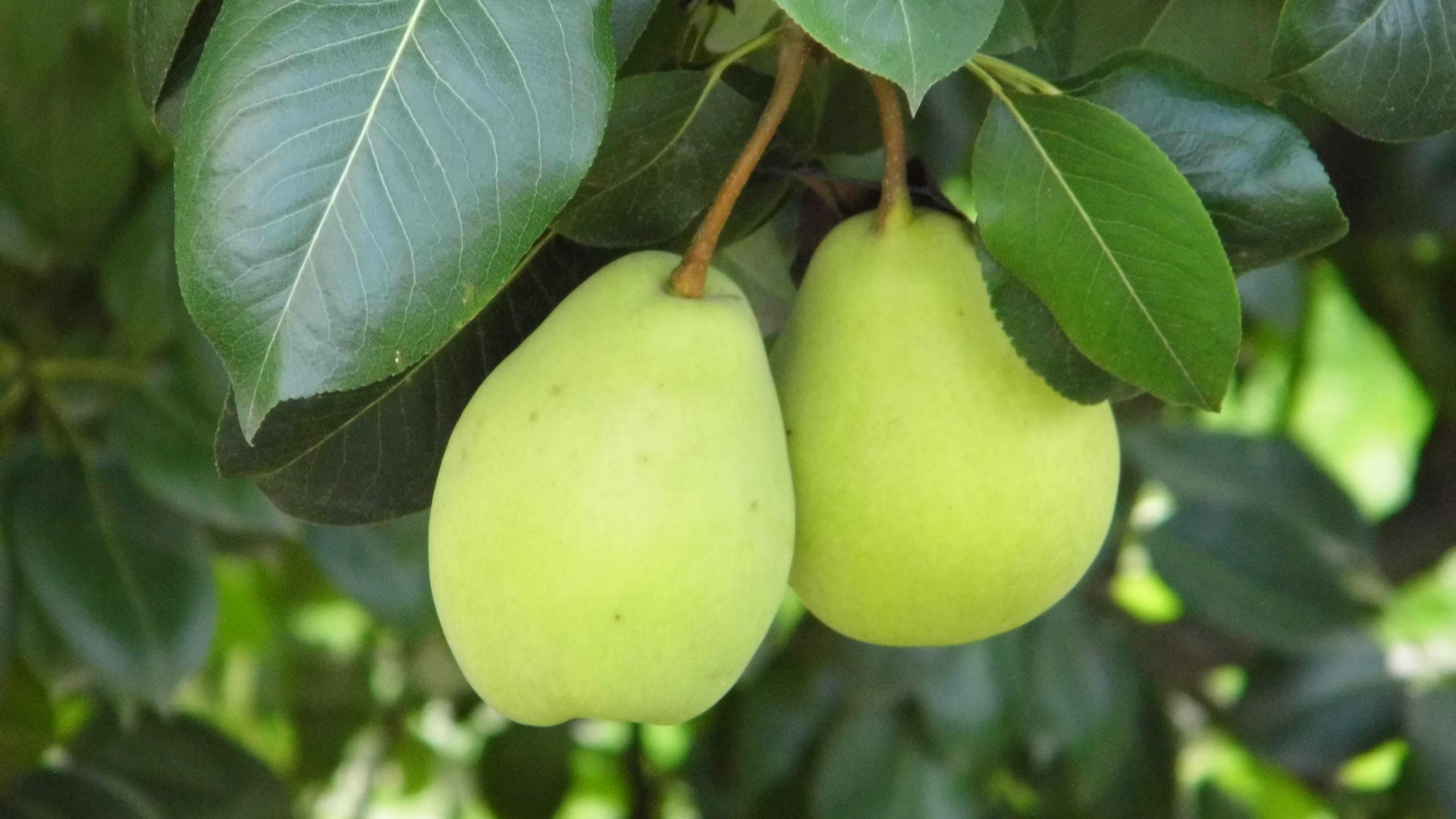 الإجاص | Pear
