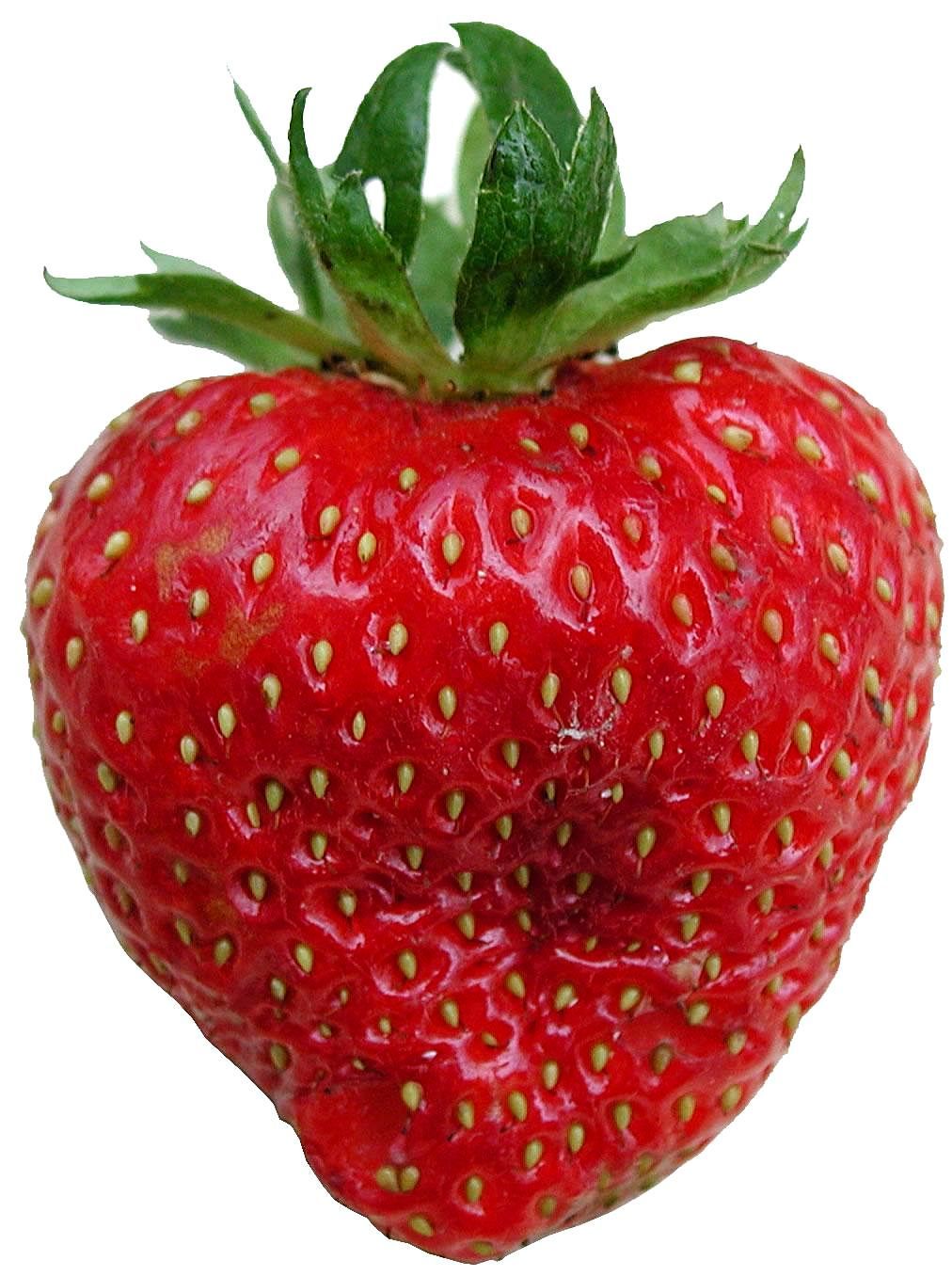 الفراولة | Strawberry