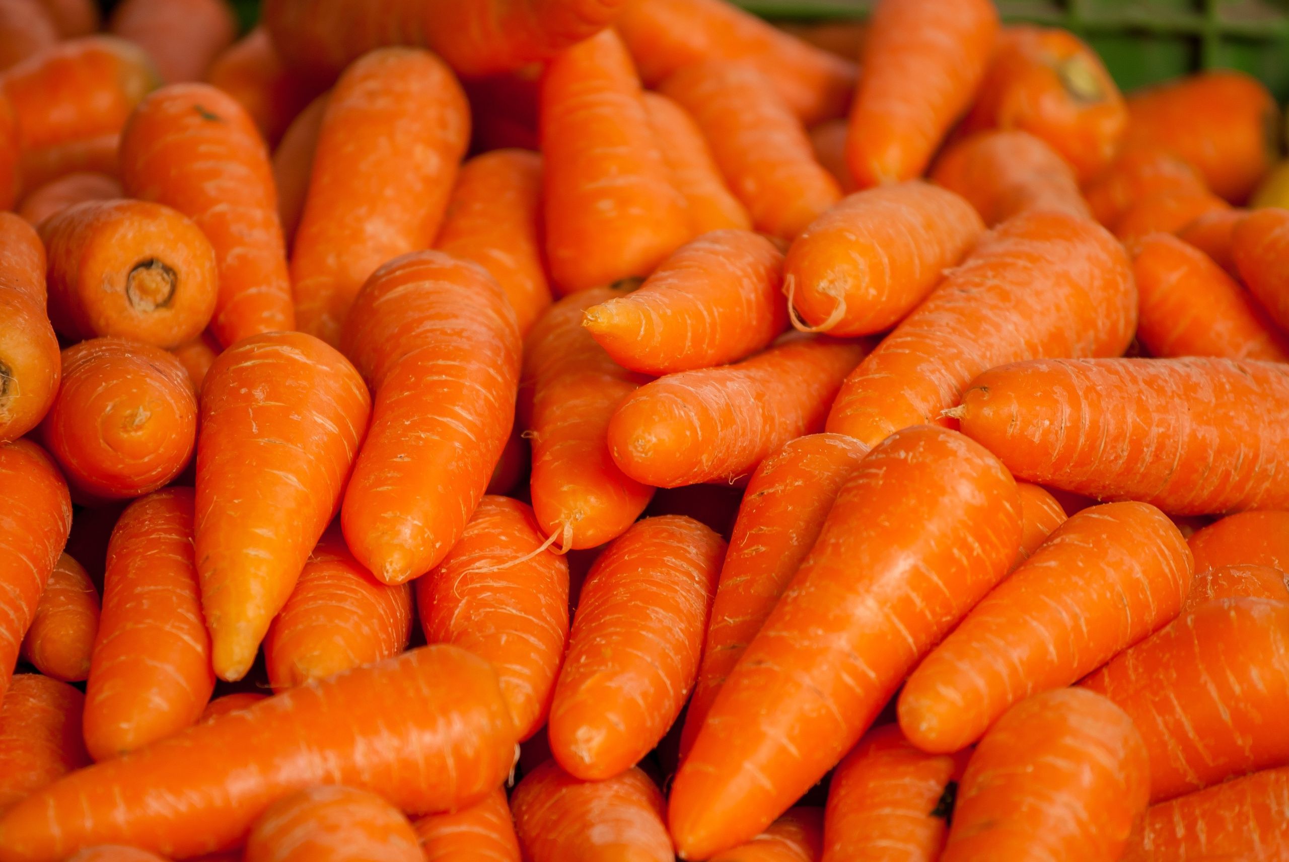 الجزر | Carrot