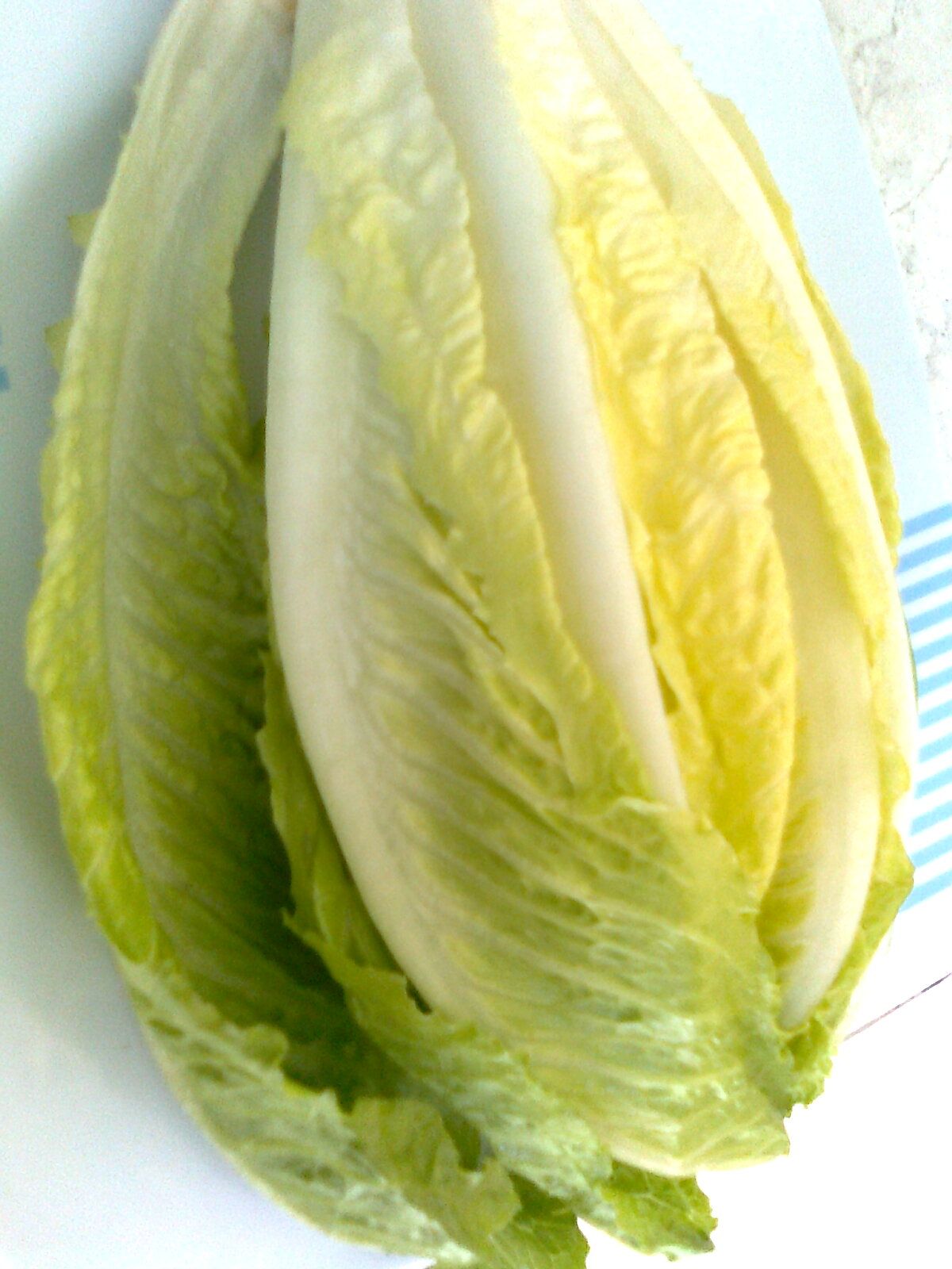 الخس | Lettuce