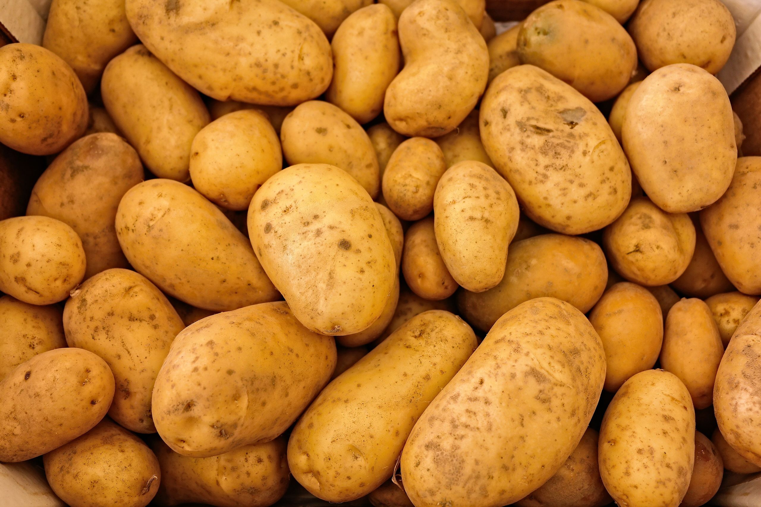 البطاطا | Potato