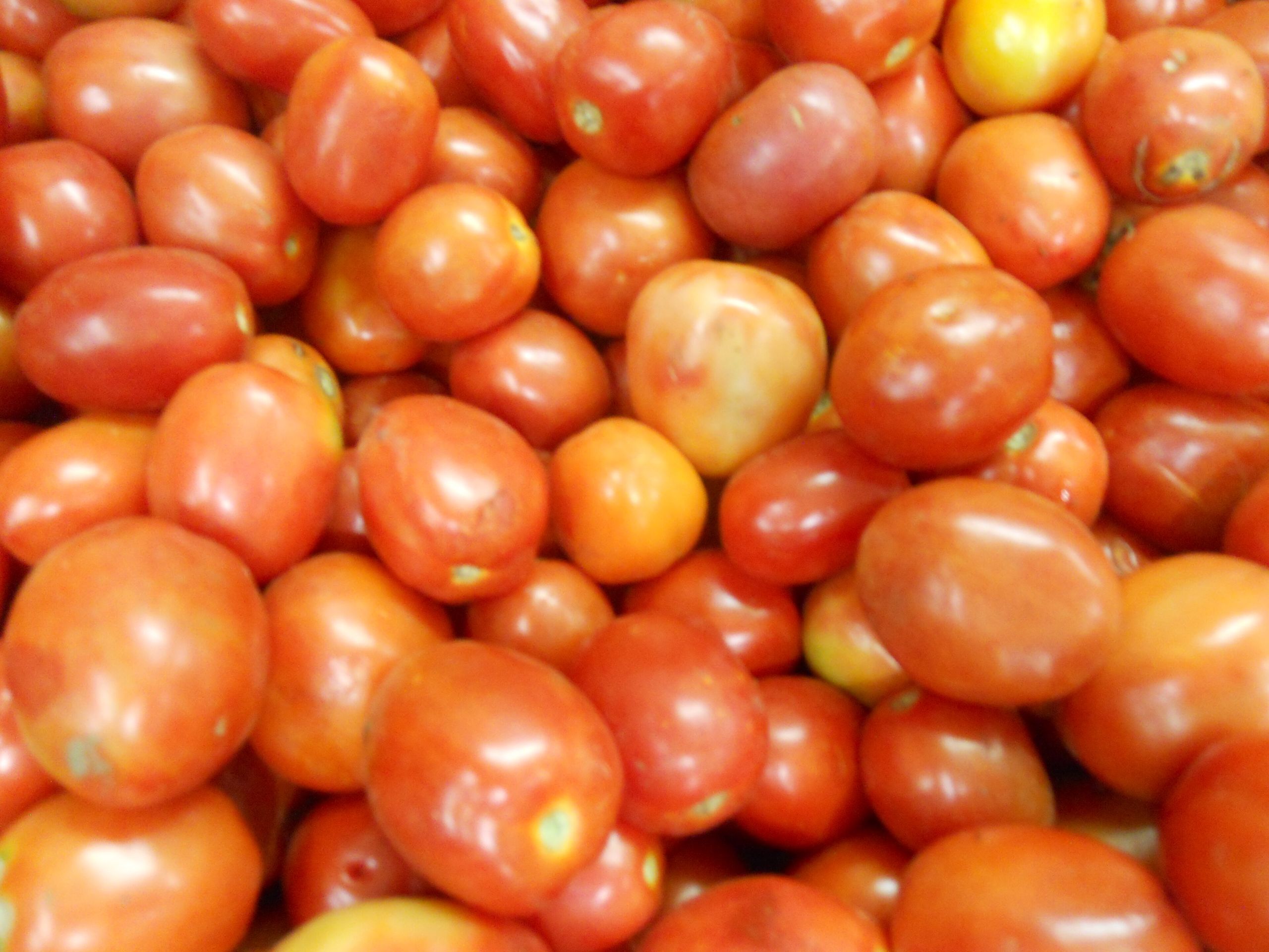 الطماطم | Tomato
